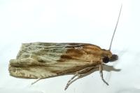 Eucosma gr. cana