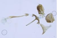 Tinagma magnostiumella