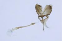 Tinagma magnostiumella