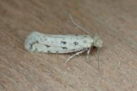 Ateliotum petrinella