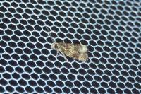 Celypha lacunana