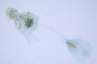 Lobesia reliquana