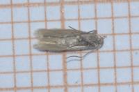 Epidola nuraghella