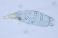 Epidola nuraghella