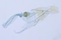 Epidola nuraghella
