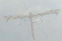 Amblyptilia acanthadactyla