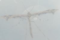 Amblyptilia acanthadactyla