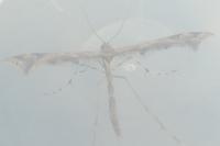 Amblyptilia acanthadactyla