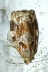 Archips xylosteana