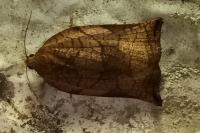 Archips podana