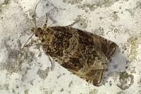 Orthotaenia undulana