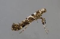 Gracillaria loriolella