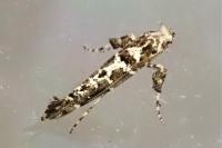 Gracillaria loriolella