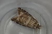 Epinotia tedella