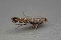 Parectopa ononidis