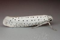 Yponomeuta evonymella