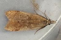 Dichomeris derasella