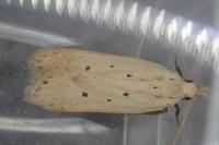 Nothris verbascella
