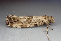 Morophaga choragella