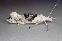 Ypsolopha asperella