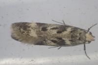 Chionodes electella