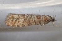 Rhyacionia pinivorana/miniatana