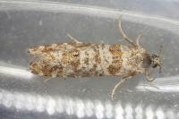 Rhyacionia pinivorana/miniatana