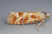 Rhyacionia buoliana