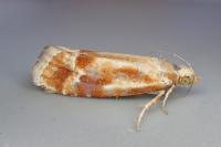 Rhyacionia buoliana