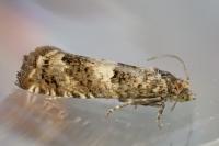 Epiblema graphana