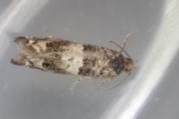 Epiblema graphana