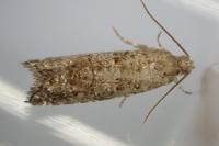 Epinotia nanana