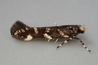 Eteobalea anonymella