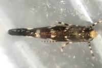 Eteobalea anonymella