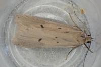 Acompsia tripunctella