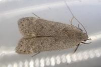 Anacampsis populella