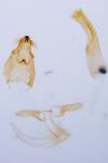 Anacampsis populella