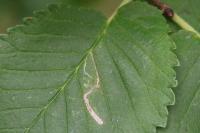 Bucculatrix ulmifoliae