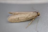 Agnoea