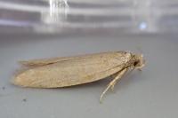 Agnoea subochreella