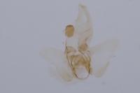 Agnoea subochreella