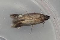 Monochroa tenebrella