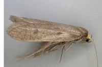 Agnoea
