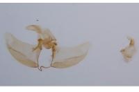 Agnoea