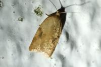 Acleris ferrugana/notana