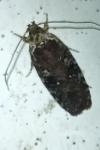 Agonopterix purpurea