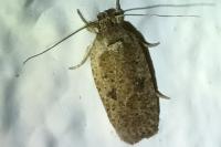 Agonopterix scopariella