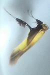 Caloptilia