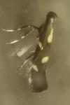 Calybites phasianipennella