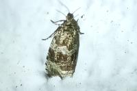 Celypha lacunana